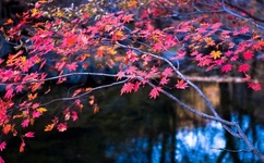 草莓樱桃丝瓜秋葵榴莲黄瓜葫芦娃